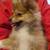 Female pomeranian 1 thumbnail