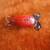 TWO OLD FISHNG LURES 1 thumbnail