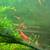 Cherry Shrimp, snails, and other aquarium plants 2 thumbnail