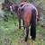 Roan Gelding Trail Deluxe SAFE 4 thumbnail