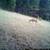 4.8 ac land property for sale borders public land, trees, views, mtns 6 thumbnail