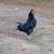 Rooster 1 thumbnail
