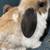Holland Lop Pet Bunnies 3 thumbnail