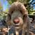 Male Poodle 3 1/2 years old 2 thumbnail