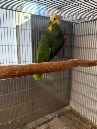 Parrot (Downey)63913839878403120