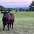 Angus cows 1 thumbnail