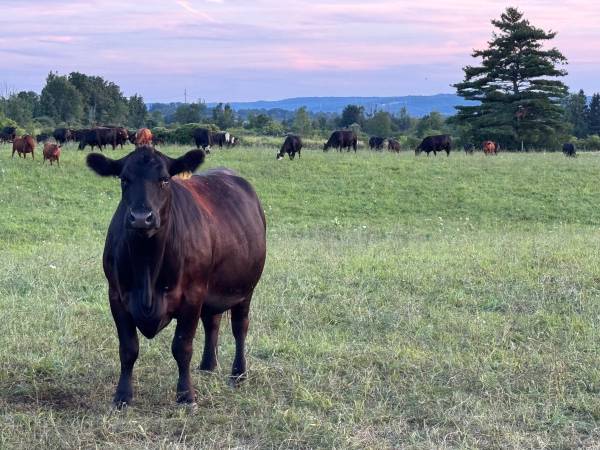Angus cows 1