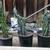 Cereus Peruvianus Monstrose Cactus Plants Established 3 thumbnail