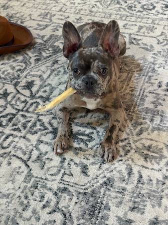 Cachorro macho Frenchton de 9 meses azul merle63658636806787120