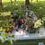 Succulents and House Plants 3 thumbnail