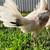 Gallo gallos pollos stag polla roosters gamefowl 4 thumbnail