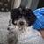 PomPoo 3 thumbnail