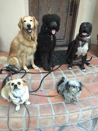 Dog walker, trainer, and sports handler (Studio City)63656443888769121