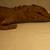 Stuffed Alligator 4 thumbnail