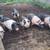 Pigs 7 thumbnail