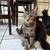 five month old kittens to be rehomed 5 thumbnail
