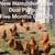 Friendly Layer Pullets! Laying big brown eggs! We only sell the best! 7 thumbnail