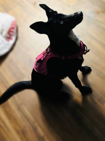 Pet needs a new home (Las vegas)63907299086722122