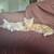 Two orange kittens need a home. free no rehoming 1 thumbnail