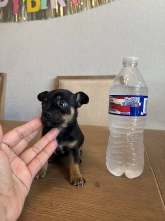 Purebred Chihuahua Puppies for Rehoming (Ocala)63899422770435121