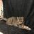 Sweet kittens in need of homes due to care of handicap family member 17 thumbnail