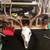 European skull mounts/European Mount 4 thumbnail