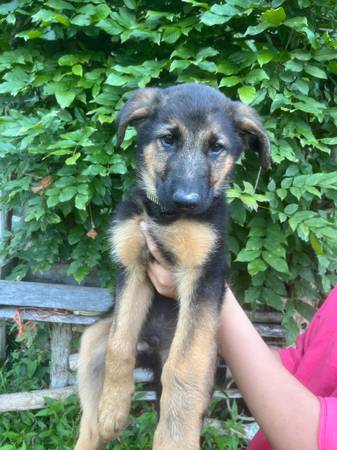 GSD Farm/Herd Pup (Hawkins County)63841745465859120