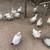 Chickens 2 thumbnail