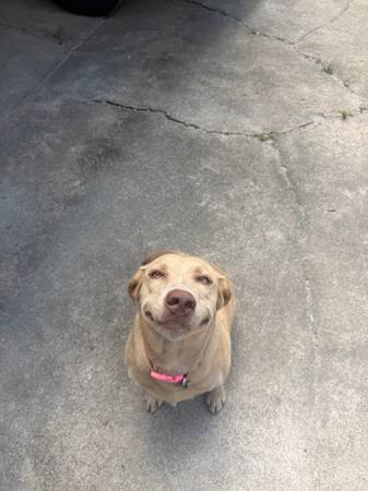 Perro de laboratorio