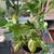 Healthy plant in a ceramic pot, 30 inches tall. 1 thumbnail