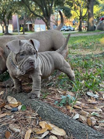American Bully "Micro" (Cypress)63859314359939124