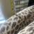 2 Matching Animal Print Chairs 9 thumbnail