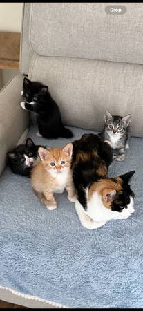 8 Week  Kitten (Fair oaks)63920016793859120
