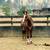 3 yr old Jlos Ivory mare 2 thumbnail