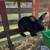 Silver Marten Rabbits 3 thumbnail