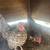 Serama Chicken Hen 1 thumbnail