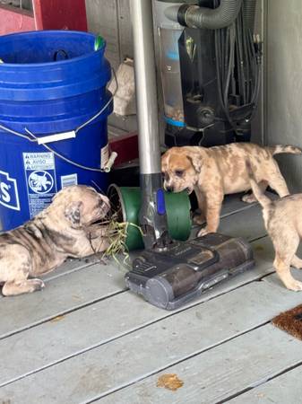 Cachorros Catahoula Pit (Pinetta)63978327056003121