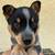 Austrian Cattle dog puppies 6 thumbnail