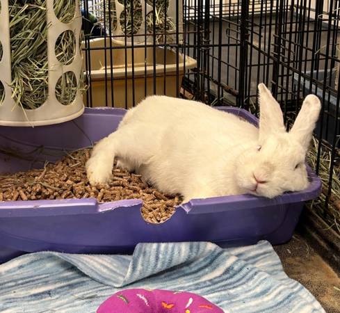Se necesitan voluntarios en Rabbit & Guinea Pig rescue (Oakland)63890025696643121