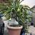 10-year established WHITE dragon fruit plants 21 thumbnail