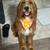 Labradoodle mix looking for new home 1 thumbnail