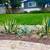Free succulent plants 2 thumbnail