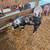 Feeder pigs 2 thumbnail