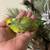 Henbrita parrotlet 3 thumbnail