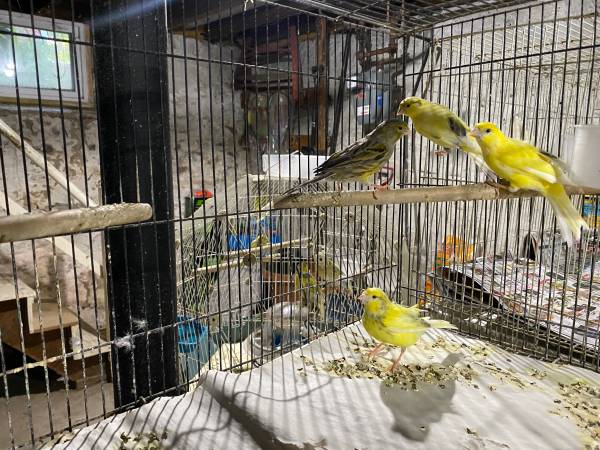 Canaries for rehoming (Medford)63863495960193124