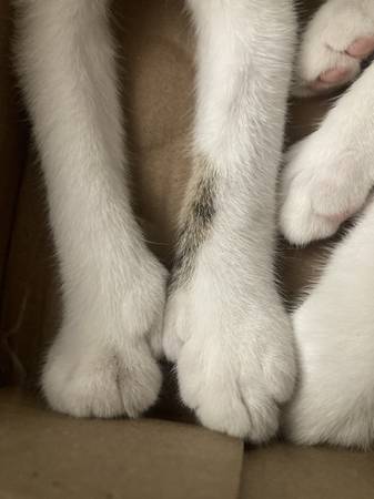 Gatita polidactila hembra de 3 meses para reubicar. ¡Un "gato Hemingway" (Dobbs Ferry)!63690261252737123