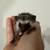 6 Mo Old Male Hedgehog with Complete Setup 2 thumbnail