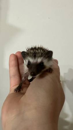 6 Mo Old Male Hedgehog with Complete Setup64035003843969121