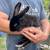 Silver Fox Rabbits 7 thumbnail