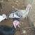 3 turkeys for sale 1 thumbnail